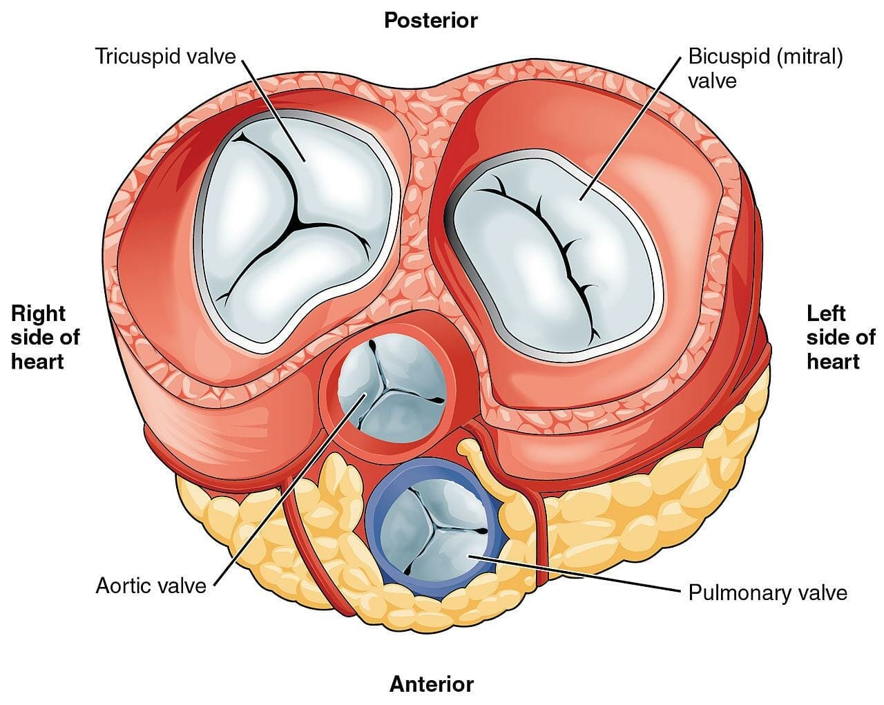 tricuspid-valve-teer-london-mitral-clinic